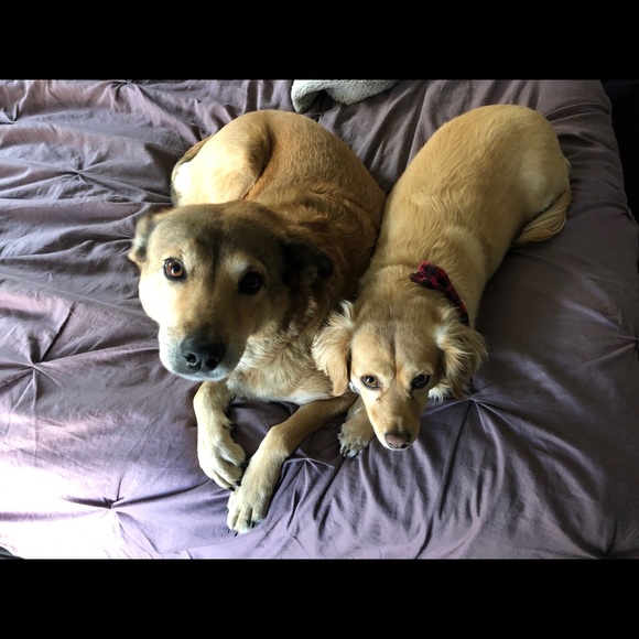 Meet your Posher, Danielle - Picture 2 of 2